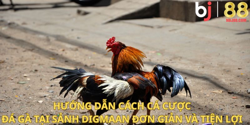 Hướng dẫn cách cá cược đá gà tại sảnh Digmaan đơn giản và tiện lợi.